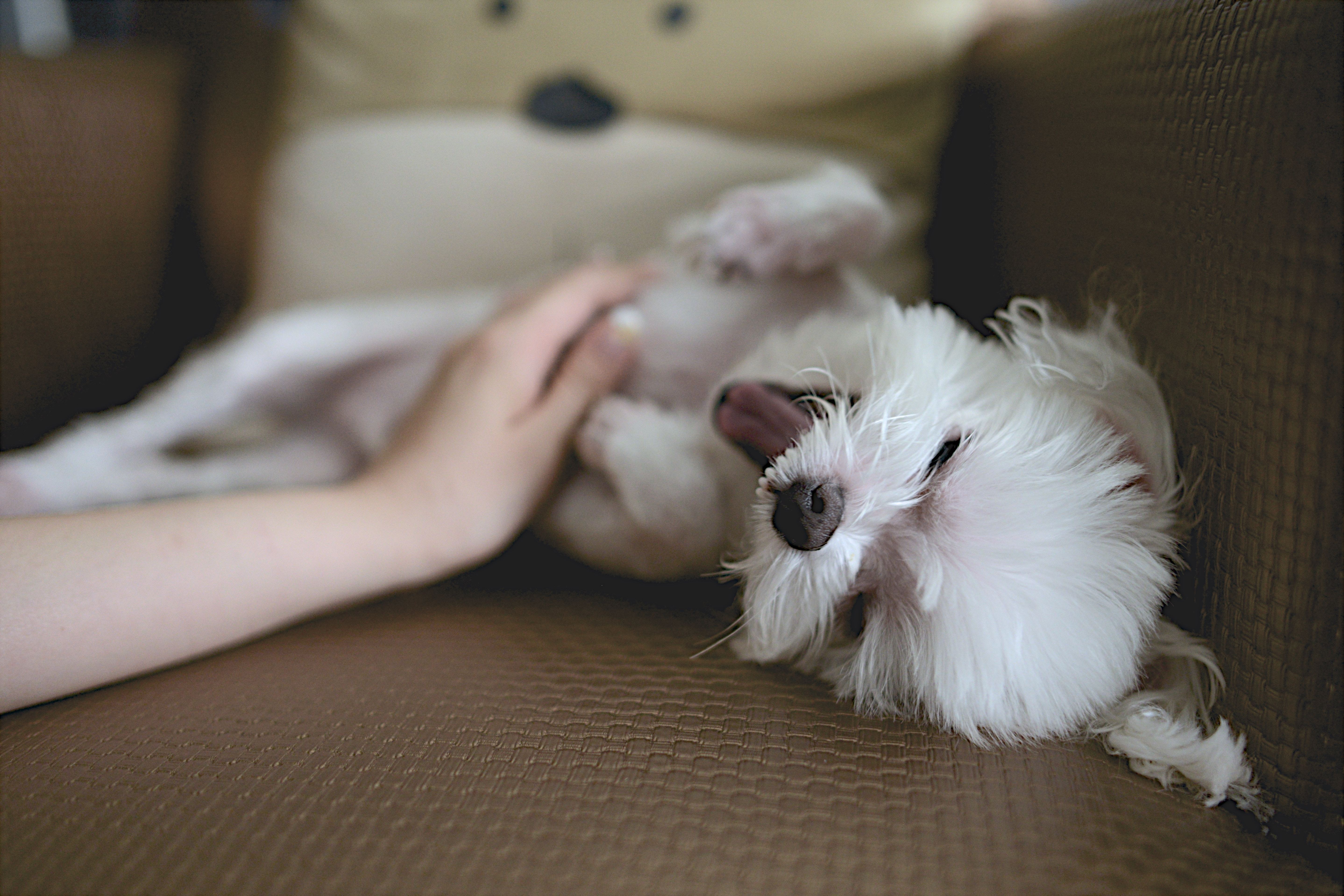 Hdb Pets Which Animals Are Allowed In An Flat Propertyguru Hdb Pets Singapore Propertyguru