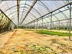 Neo tiew agriculture farm land