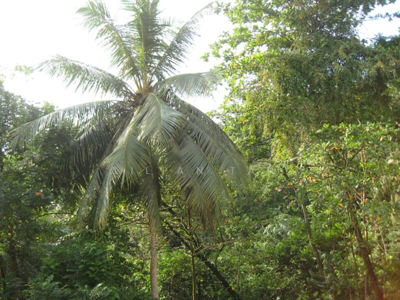 The Raintree, 95 Bukit Drive, 3 Bedrooms, 1,302 sqft, Condominium For Rent, by Lilian Tan, 20003923 - view from Living - PropertyGuru.com.sg