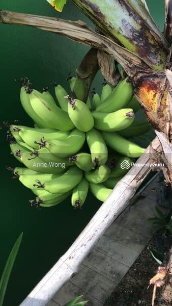 Existing Banana tree bearing fruits!