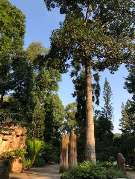 Cluny Park Residence, 99 Cluny Park Road, 3 Bedrooms, 1,506 sqft, Condominium For Rent, by Justin Ong, 23273442 - Botanical Gdns - PropertyGuru.com.sg