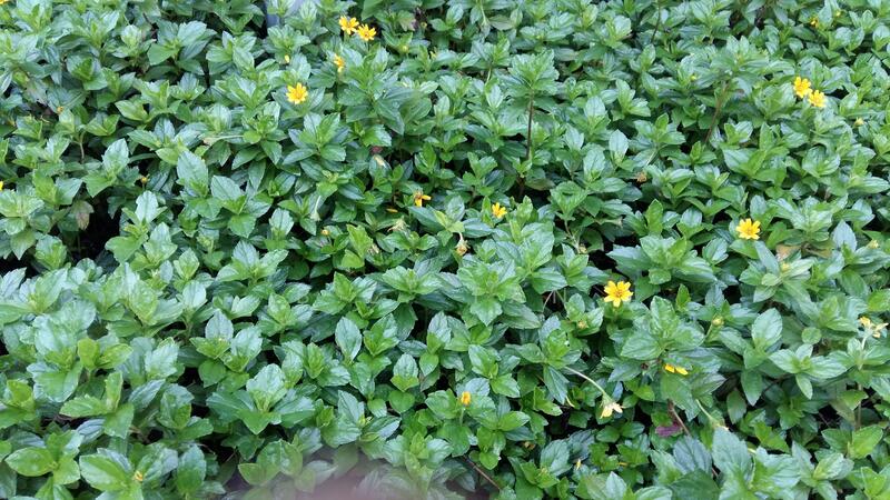 For Rent - Botannia