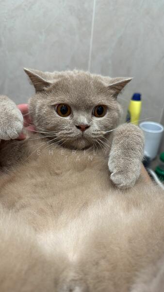 For Rent - 610 Ang Mo Kio Avenue 4