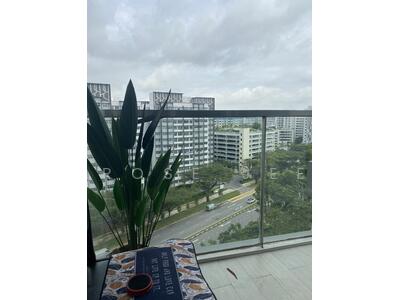 For Sale - Skies Miltonia