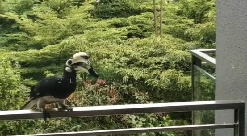 Hornbill not included 