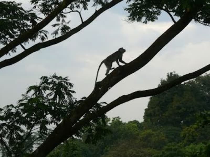 The Raintree, 91 Bukit Drive, 3 Bedrooms, 1,388 sqft, Condominium For Rent, by SG Yong, 23937159 - PropertyGuru.com.sg