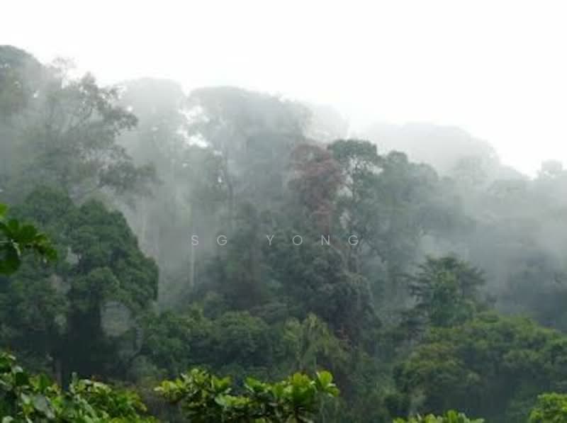 The Raintree, 91 Bukit Drive, 3 Bedrooms, 1,388 sqft, Condominium For Rent, by SG Yong, 23937159 - PropertyGuru.com.sg