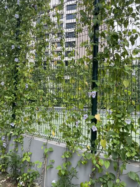 Park Colonial, 2 Woodleigh Lane, 1 Bedroom, 463 sqft, Condominium For Rent, by Wendy Wang, 24008587 - PropertyGuru.com.sg