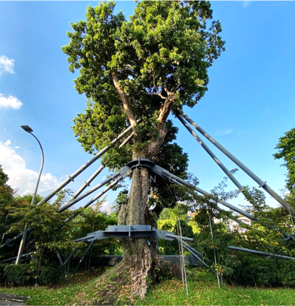 ️PEAK OF GOLDHILL ESTATE !! LUXURY HOMES !! FH Terraces, Lush Green