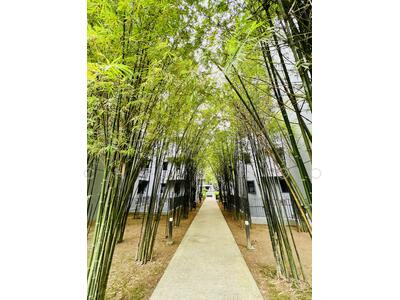 For Rent - The Visionaire