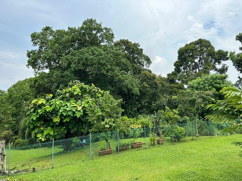 full greenery back view from house