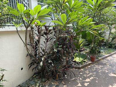 For Rent - One Tree Hill Road