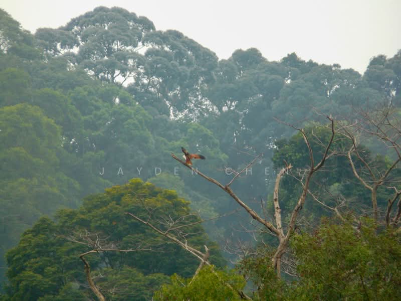 The Raintree, 91 Bukit Drive, 3 Bedrooms, 1,389 sqft, Condominium For Rent, by Jayden Chen, 25042804 - PropertyGuru.com.sg