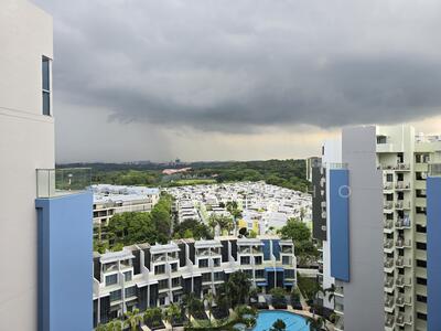 For Sale - Skies Miltonia