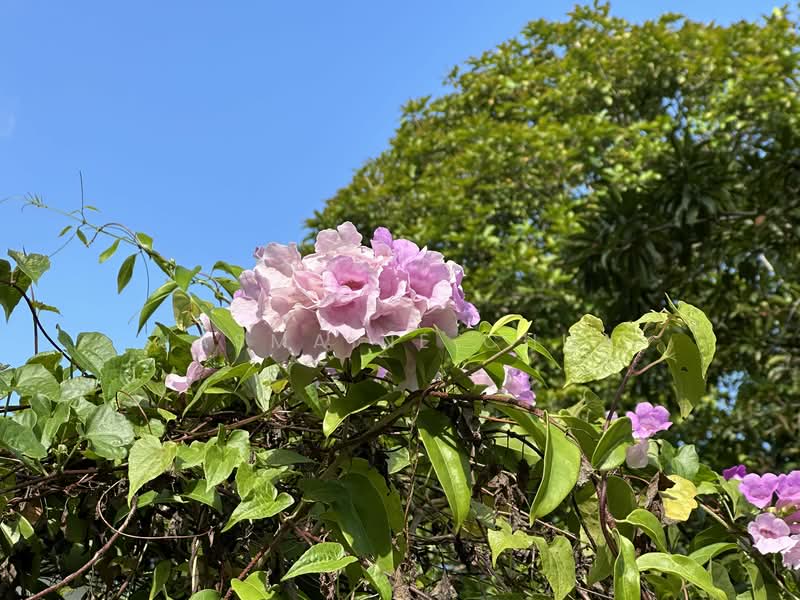 For Sale - Balmoral Park Detached House Land For Sale