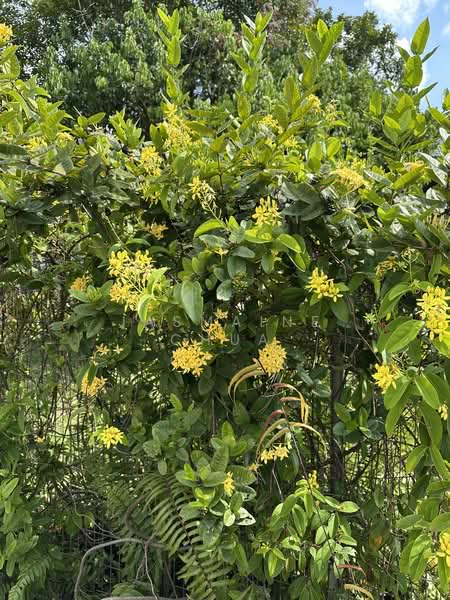 For Sale - Balmoral Park Detached House Land For Sale