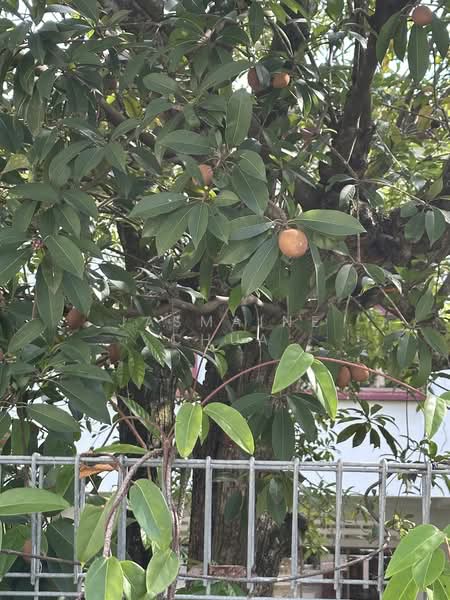 For Sale - Balmoral Park Detached House Land For Sale