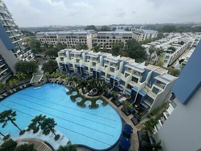 For Sale - Skies Miltonia