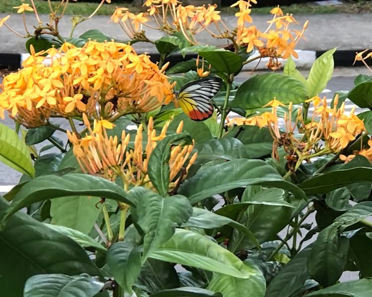 For Rent - d'Leedon (Former Farrer Court)