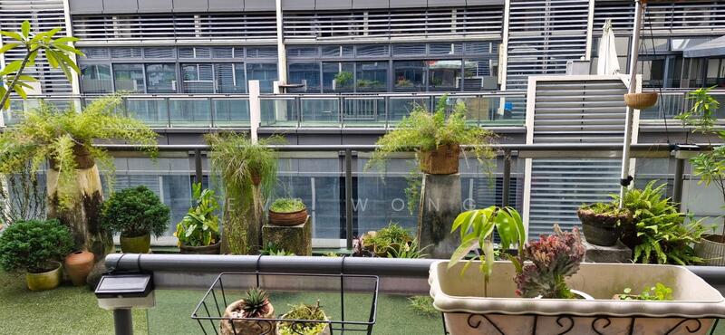 Qora tanlilar qalmiqcha raqsga tushishadi