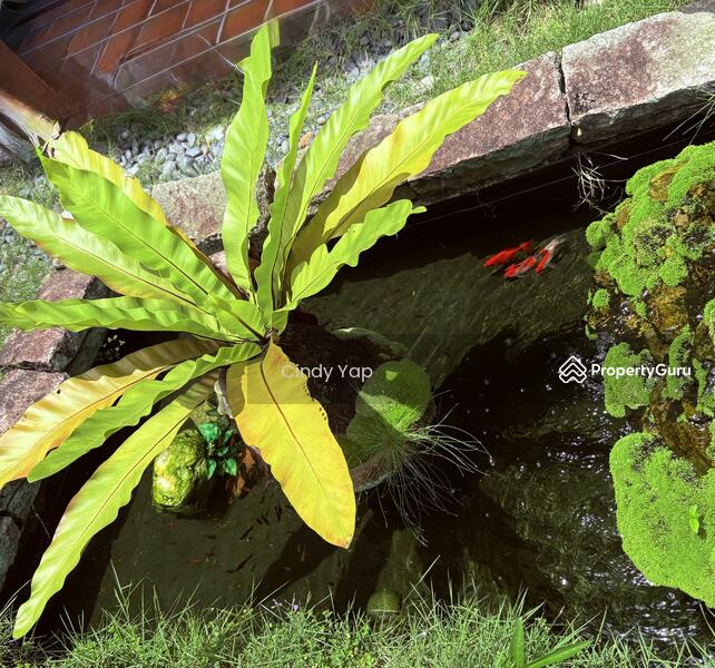 Therapeutic Gold Fish pond 