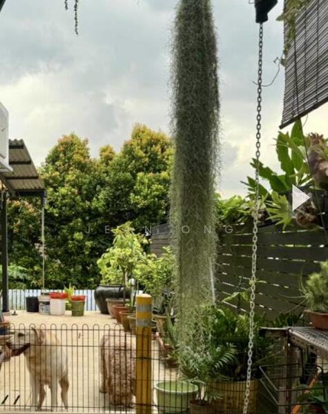 1KM NANYANG PRI. RARE 2 STY SEMI-D. REGULAR ELEVATED LAND. WIDE FRONTAGE. JEAN 93571119, Namly / Coronation Road / Lantana / Greenleaf, Tanglin / Holland / Bukit Timah, 4 Bedrooms, 3,000 sqft, Semi-Detached House For Sale, by Jean Ong, 500006990 - Garden - PropertyGuru.com.sg