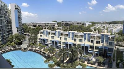 For Sale - Skies Miltonia