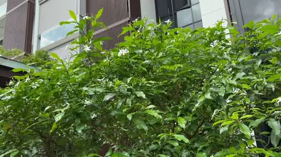 35 Gilstead, 35 Gilstead Road, Room Rental, 150 sqft, Apartment For Rent, by Terry Wee, 500032416 - PropertyGuru.com.sg