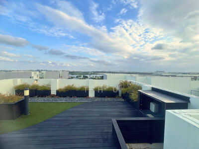 For Sale - Skies Miltonia