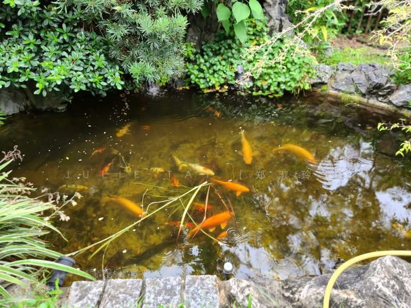 Rare Wide Frontage Regular Plot - Prime Redvlpmt Opportunity - Call 98398278 for details Detached House For Sale at S$ 9,980,000 | PropertyGuru Singapore - Garden