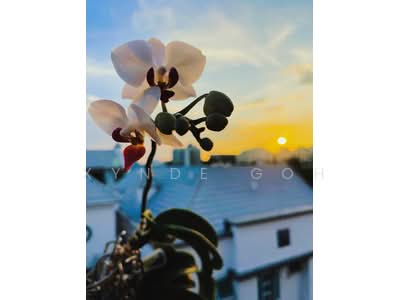 For Sale - Idyllic East