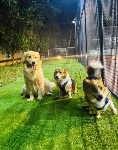 Hedges Park Condominium Condominium For Sale at S$ 1,049,900 | PropertyGuru Singapore - Pet Corner@Hedges Park