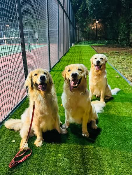 Hedges Park Condominium Condominium For Sale at S$ 1,049,900 | PropertyGuru Singapore - Dog Park@hedges Park