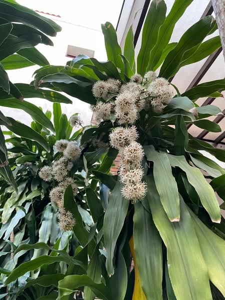 Tanah Merah Green Corner Terrace For Sale at S$ 3,999,000 | PropertyGuru Singapore - Corn Starch plant in full bloom