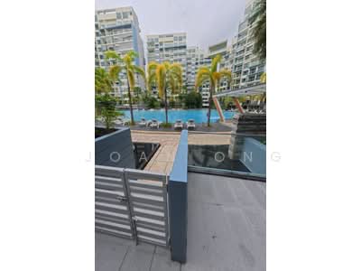 For Sale - Skies Miltonia