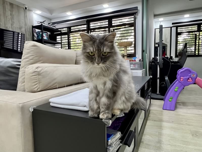 127 Rivervale Street HDB Flat For Sale at S$ 630,000 | PropertyGuru Singapore - Living Room