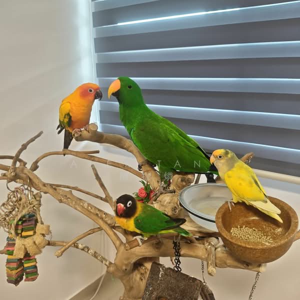 115 Pasir Ris Street 11, 115 Pasir Ris Street 11, Room Rental, 150 sqft, HDB Flat For Rent, by Alex Tang 陳拁燐, 500078275 - PropertyGuru.com.sg