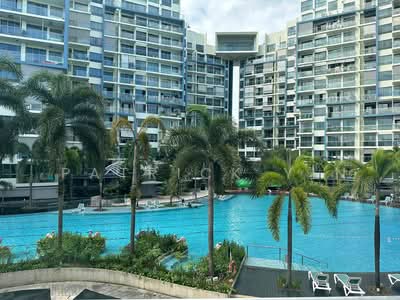 For Sale - Skies Miltonia