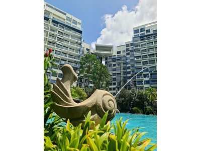 For Rent - Skies Miltonia