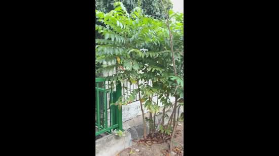 Chuan Walk Terraced House For Sale at S$ 5,680,000 | PropertyGuru Singapore