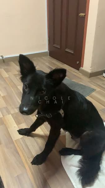 837 Hougang Central, 837 Hougang Central, Room Rental, 110 sqft, HDB Flat For Rent, by Nicole Chai, 500087278 - Interior - PropertyGuru.com.sg