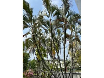 For Sale - Holland Grove