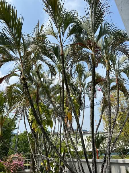 Holland Grove Semi-Detached House For Sale at S$ 4,800,000 | PropertyGuru Singapore - Exterior