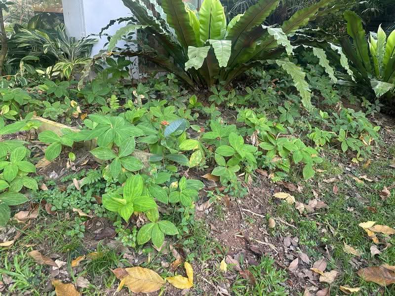 Semi D at MRT Sixth Avenue for Rebuilt, Lotus Avenue / Sixth Avenue, Tanglin / Holland / Bukit Timah, 4 Bedrooms, 2,800 sqft, Semi-Detached House For Sale, by Bernard Wu, 500097031 - Garden - PropertyGuru.com.sg