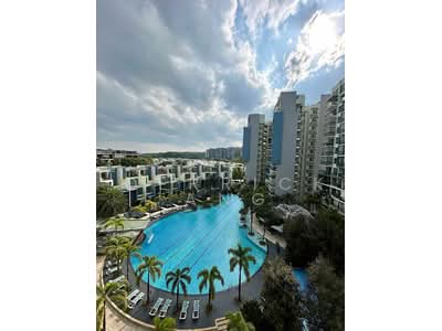 For Sale - Skies Miltonia