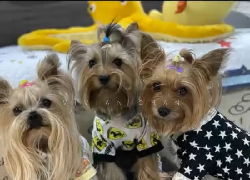 349 Clementi Avenue 2, 349 Clementi Avenue 2, Room Rental, 110 sqft, HDB Flat For Rent, by VIVIAN Chan, 500108569 - PropertyGuru.com.sg