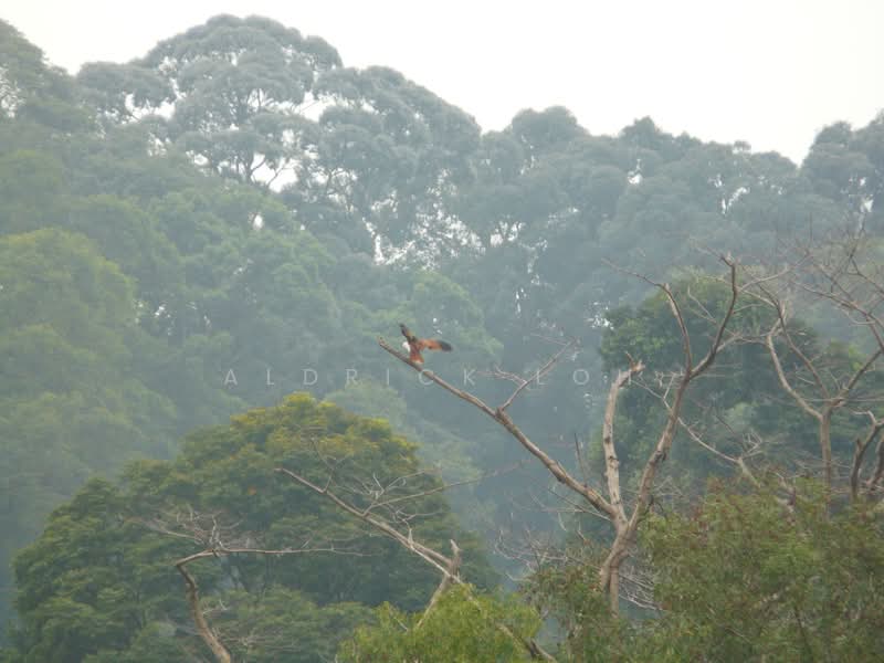 The Raintree, 91 Bukit Drive, 3 Bedrooms, 1,389 sqft, Condominium For Rent, by Aldrick Loh, 500110823 - Exterior - PropertyGuru.com.sg