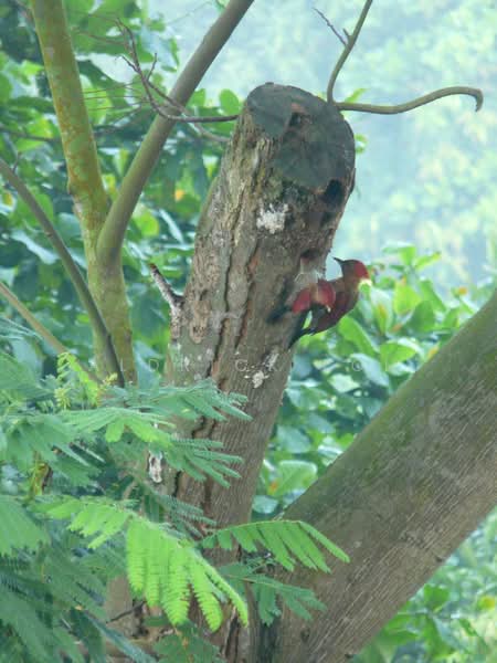 The Raintree, 91 Bukit Drive, 3 Bedrooms, 1,389 sqft, Condominium For Rent, by Aldrick Loh, 500110823 - PropertyGuru.com.sg