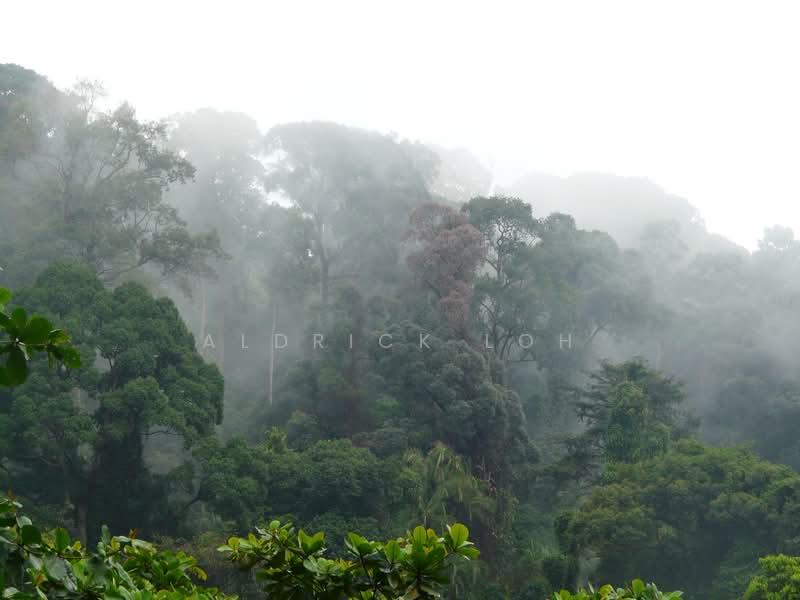 The Raintree, 91 Bukit Drive, 3 Bedrooms, 1,389 sqft, Condominium For Rent, by Aldrick Loh, 500110823 - PropertyGuru.com.sg