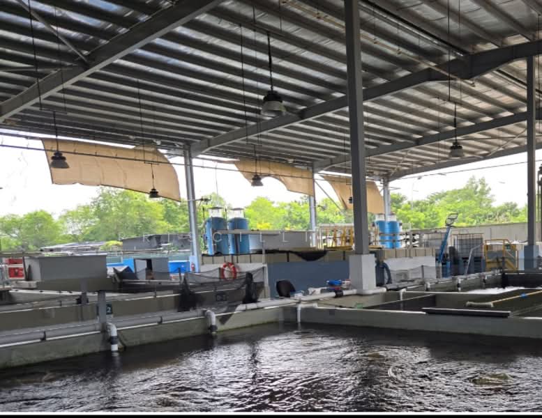 Bank Sales - Agriculture Sungei Tengah Rd, , 221,609 sqft, Factory / Workshop (B2) For Sale, by Priscillia Ng, 500131730 - Exterior - CommercialGuru.com.sg